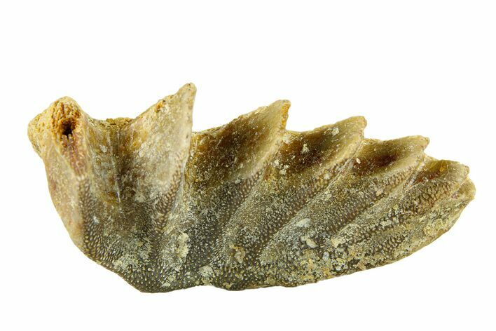 Cretaceous Lungfish (Ceratodus) Tooth Plate - Morocco #294042